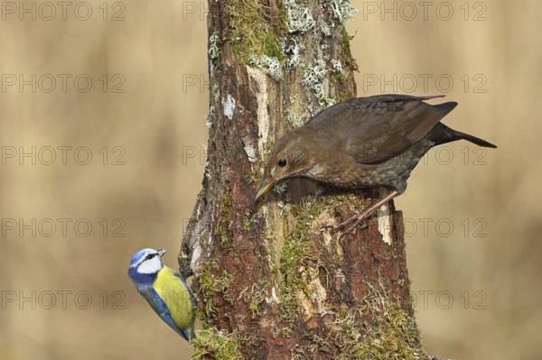 Blackbird (Turdus merula), female, sitting with blue tit (Parus caeruleus) on an old tree stump in the forest, Wilnsdorf, North Rhine-Westphalia, Germany