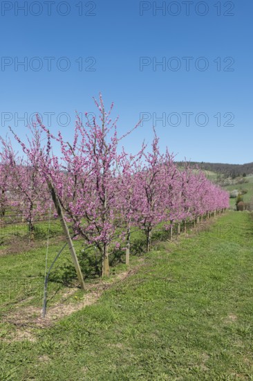 Rows of peach trees with pink blossoms in a garden, Korb-Kleinheppach, Rems Valley, Baden-Württemberg, Germany