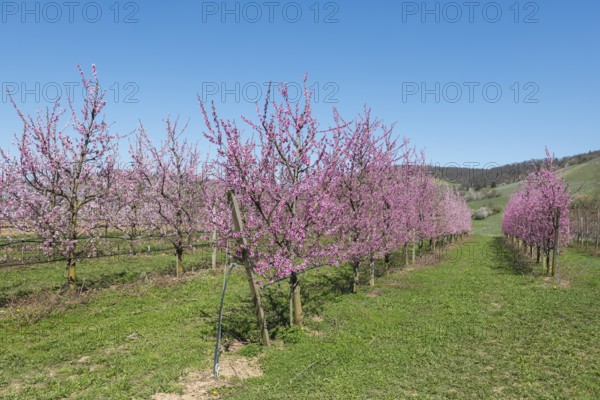 Flowering peach trees in the garden with green grass, Korb-Kleinheppach, Rems Valley, Baden-Württemberg, Germany