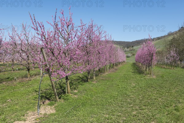 Flowering peach orchard with grass and hills, Korb-Kleinheppach, Rems Valley, Baden-Württemberg, Germany