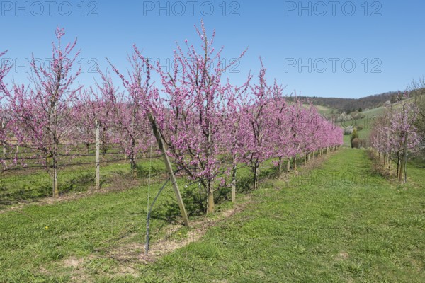 Blossoming peach trees in spring under a blue sky, Korb-Kleinheppach, Rems Valley, Baden-Württemberg, Germany