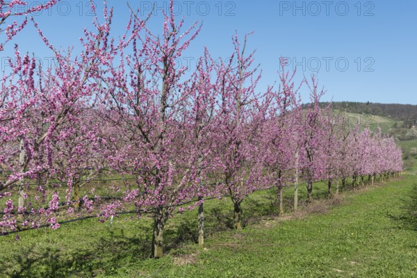 Peach trees in full bloom in a green landscape, Korb-Kleinheppach, Rems Valley, Baden-Württemberg, Germany