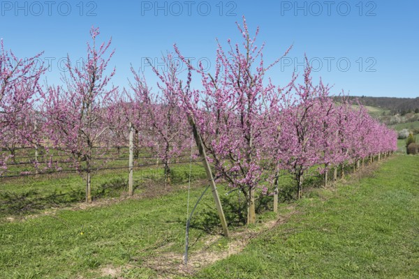 Blossoming peach orchard with clear blue sky, Korb-Kleinheppach, Rems Valley, Baden-Württemberg, Germany