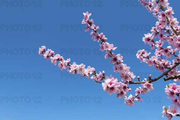 Branch with pink peach blossoms in front of a clear blue sky, Baden-Württemberg, Germany
