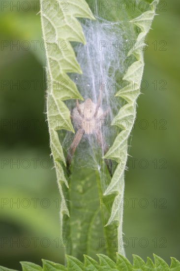 Nahaufnahme, Makroaufnahme von einer Listspinne (Pisaura mirabilis), auch bekannt als Raubspinne oder Brautgeschenkspinne, wartet in einem eingerollten und eingesponnenen Brennnesselblatt auf ihre Beute. Sie ist in ganz Europa verbreitet und wurde 2002 zur Spinne des Jahres gewählt. Baden-Württemberg, Deutschland