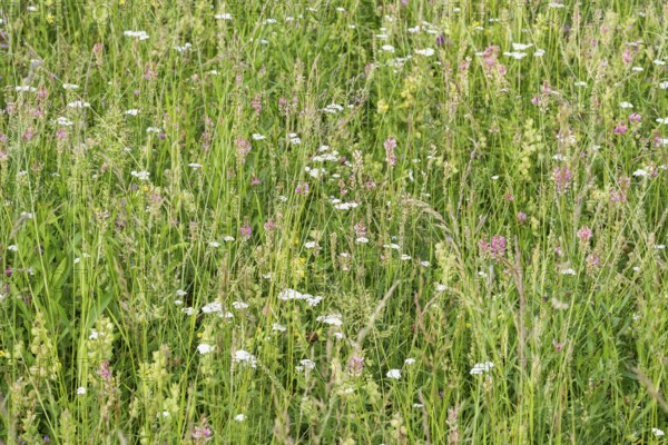 Futterwiese, Fettwiese mit verschiedenen Gräsern und Blüten, Formatfüllend, Landkreis Konstanz, Baden-Württemberg, Deutschland