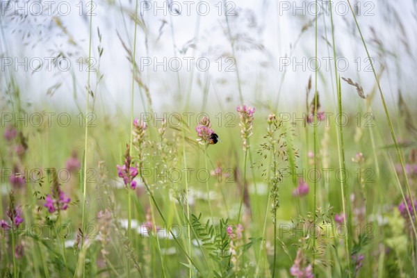 Futterwiese, Fettwiese mit verschiedenen Gräsern und Blüten, Esparsette (Onobrychis viciifolia) und Schlüsselblumen, Formatfüllend, Landkreis Konstanz, Baden-Württemberg, Deutschland