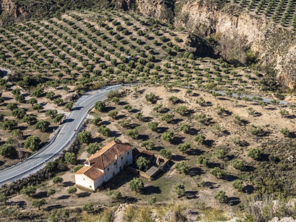 Olive trees in the Gorafe Desert, single farm at a windy road, UNESCO Granada Geopark, Granada province, Andalusia, Spain