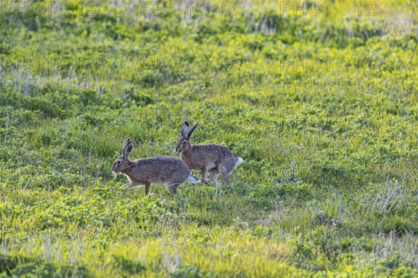 European hare (Lepus europaeus) Mating season Germany