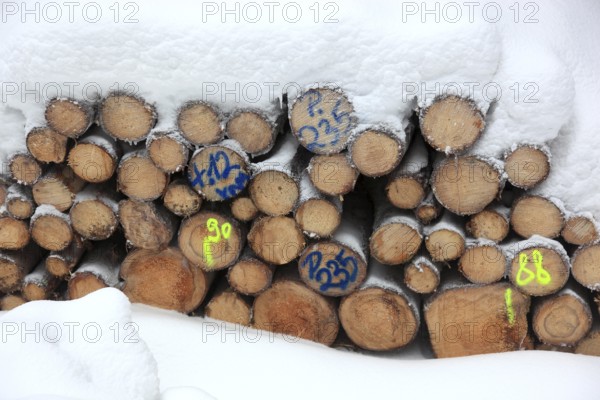 Wood pile, covered by snow, log pile in the forest, timber, firewood, winter