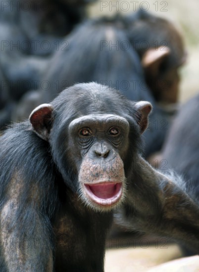 Animal portrait, Western chimpanzee (Pan troglodytes verus), captive, adult, distribution central and western Africa