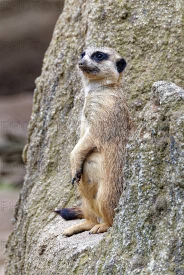 Meerkat (Suricata suricatta), adult, guardian on a hill, vigilant, captive, occurrence southern Africa