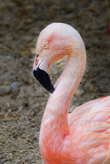 Chilean flamingo (Phoenicopterus chilensis), adult, captive, animal portrait, occurs in lagoons and shallow salt lakes up to altitudes of 4, 000 m in South America