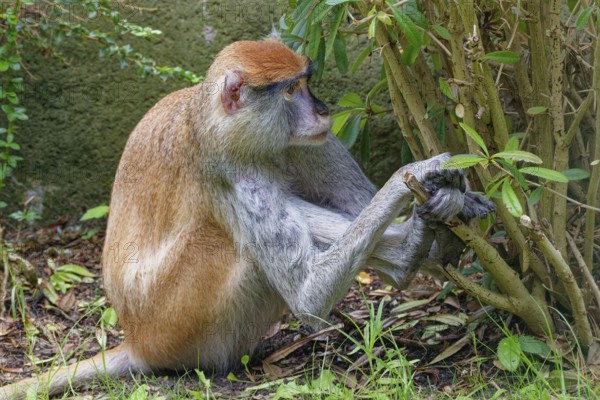 Hussar monkey (Erythrocebus patas), adult, captive, occurrence bush and grass savannahs, partly also semi-deserts, West and Central Africa