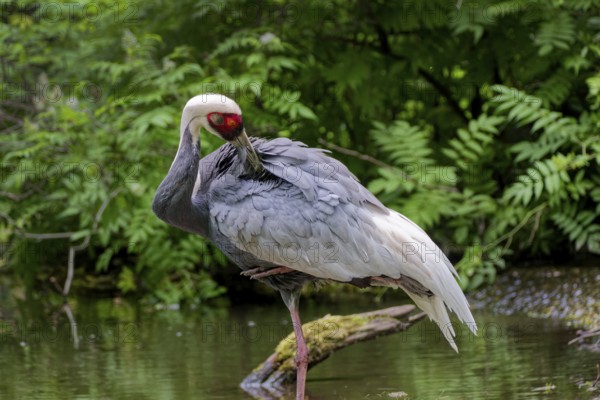 White-naped Crane (Grus vipio), adult, captive, preening its feathers, occurs in marshes and siltation zones, East Asia