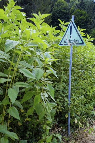 Wild field with a sign indicating that it is just such a field