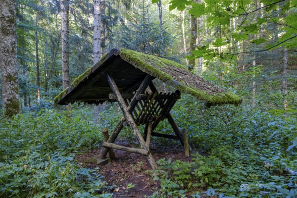Empty feeding trough, used for winter feeding, in the summer forest