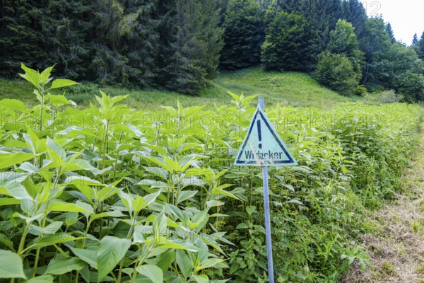 Wild field with a sign indicating that it is just such a field