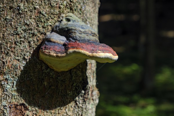 Spruce spore, Fomitopsis pinicola, also known as Red Banded Polypore, in a natural environment on a host tree