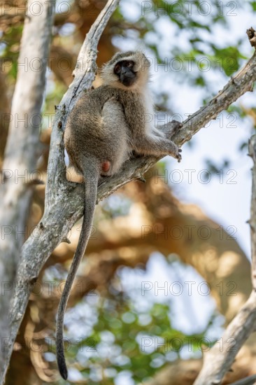 Southern vervet monkey (Chlorocebus pygerythrus) sitting on the branch of an acacia tree, Kruger National Park, South Africa