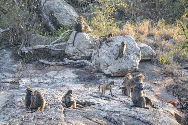 Bear baboons (Papio ursinus), group on stones on the riverbank, Kruger National Park, South Africa