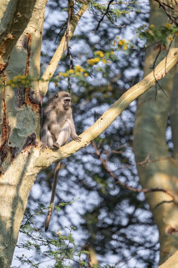 Southern vervet monkey (Chlorocebus pygerythrus) sitting on the branch of an acacia tree, Kruger National Park, South Africa