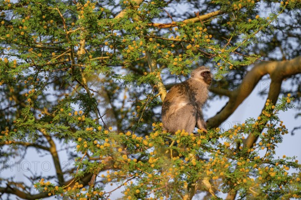 Southern vervet monkey (Chlorocebus pygerythrus) sitting in a flowering tree, eating yellow flowers of an acacia tree, Kruger National Park, South Africa