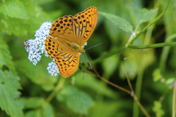 Specimen of an emperor mantle, Argynnis paphia, also known as the silvery line, a mother-of-pearl butterfly from the family of noble butterflies