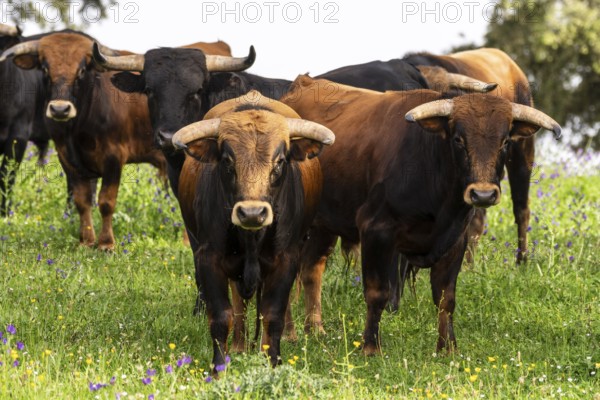 Fighting bulls grazing, Aracena Circular Trail - Monte San Miguel - Aracena