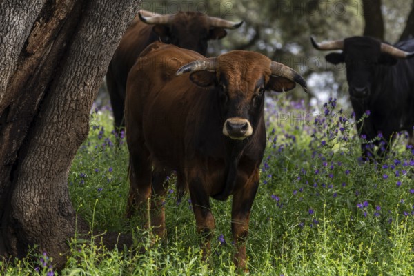 Fighting bulls grazing, Aracena Circular Trail - Monte San Miguel - Aracena