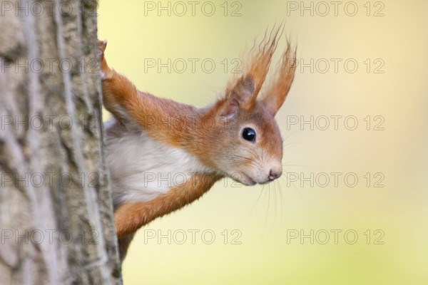 Eurasian Red Squirrel (Sciurus vulgaris), half-hidden behind a tree trunk, North Hesse, Hesse, Germany