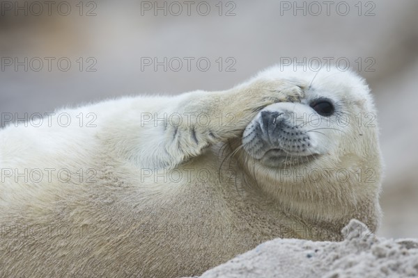 Young grey seal (Halichoerus grypus) covering eye with fin, Heligoland, Schleswig-Holstein, Germany