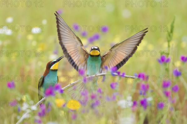 Bee-eaters (Merops apiaster), breeding pair in flower meadow, region of Extremadura, Spain