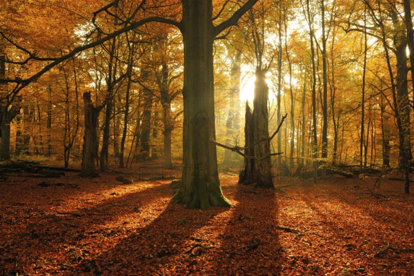Sun shining through old beech (Fagus sp.) trees in former wood pasture, autumn, backlight, Reinhardswald, Sababurg, Hesse, Germany