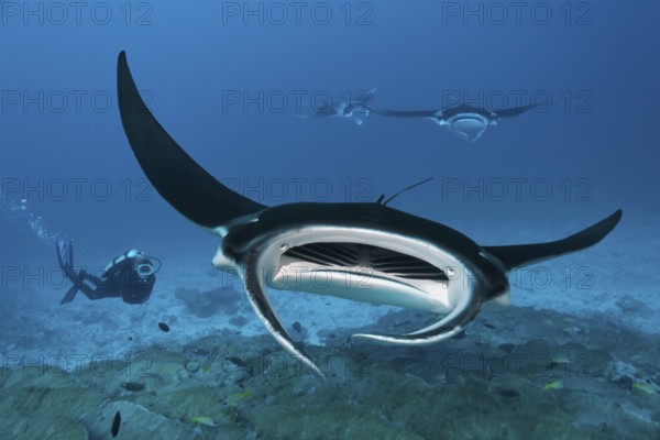 Diver observing reef manta ray (Manta alfredi), coral reef, Indian Ocean, Maldives