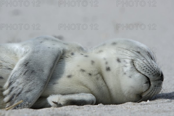 Harbour Seal (Phoca vitulina), pup, East Frisian Islands, East Frisia, Lower Saxony, Germany
