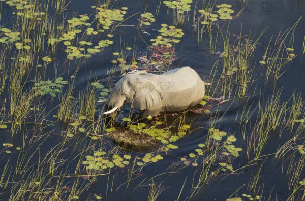 African Elephant (Loxodonta africana), bull in a freshwater marsh, aerial view, Okavango Delta, Botswana