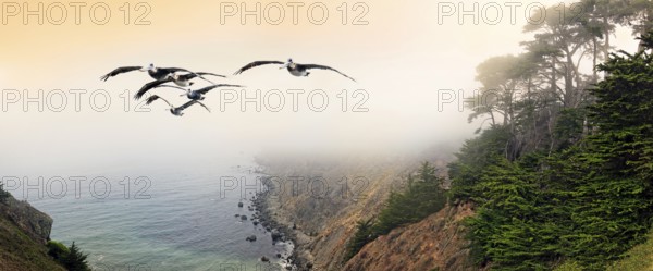 Group of brown pelicans (Pelecanus occidentalis) in flight on the Pacific Coast, Ragged Point, California, United States