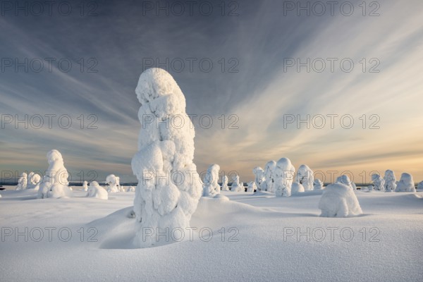Trees covered in snow, winter landscape, Riisitunturi National Park, Posio, Lapland, Finland