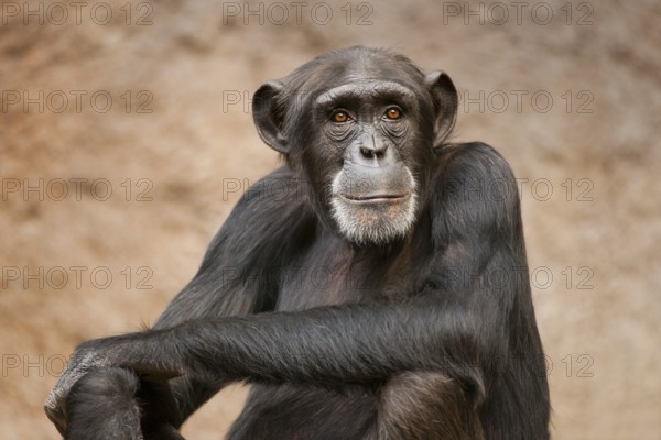 Western Chimpanzee or West African Chimpanzee (Pan troglodytes verus), captive, Saxony, Germany