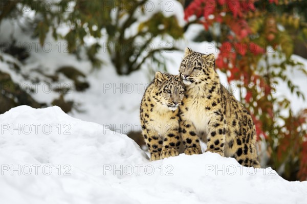 Two young snow leopards (Panthera uncia) sitting in the snow, captive, Canton of Zurich, Switzerland