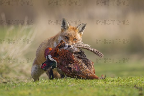 Red Fox (Vulpes vulpes) carrying a dead Pheasant  (Phasianus colchicus), Bedfordshire, United Kingdom