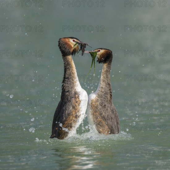 Great crested grebe (Podiceps cristatus), breeding pair, courtship display, presenting each other with nesting material, Lake Constance, Baden Württemberg, Germany