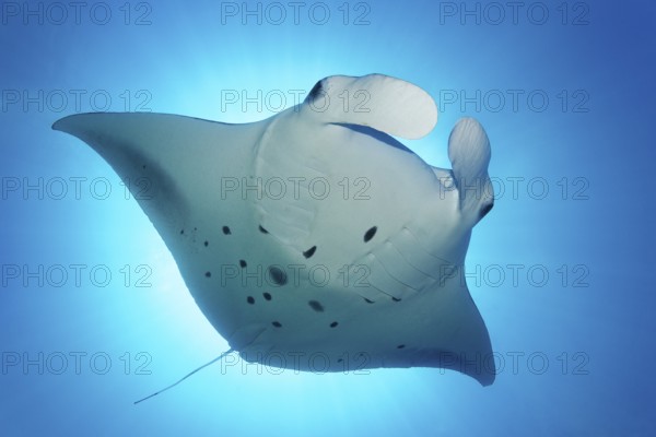 Reef manta ray (Manta alfredi) backlit by sun, Indian Ocean, Maldives
