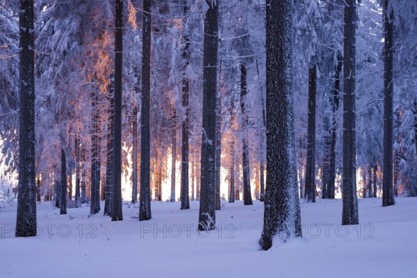 Snowy Norway spruce (Picea abies) forest at sunset, Thuringian Forest, Thuringia, Germany