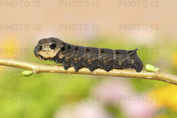 Elephant Hawk-moth (Deilephila elpenor), caterpillar sitting on a branch, North Rhine-Westphalia, Germany