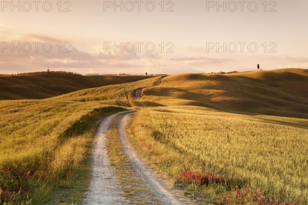 Lane through Tuscan countryside at San Quirico, cypresses, Val d'Orcia, Tuscany, Province of Siena, Italy