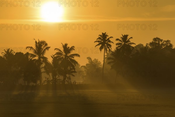 Early morning with the rising sun, palm trees, backwaters, Kerala, Malabar Coast, South India, India
