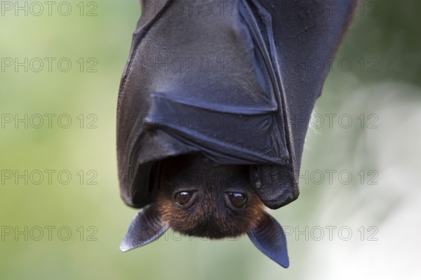 Indian flying fox or greater Indian fruit bat (Pteropus giganteus) hanging, captive