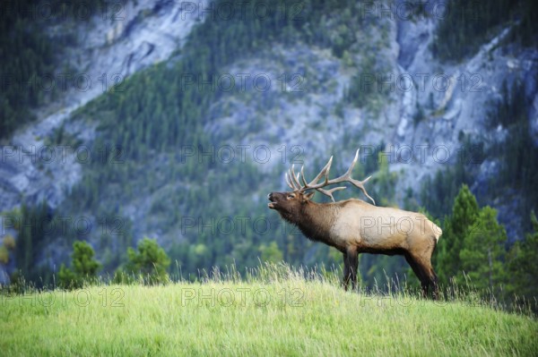 Elk (Cervus canadensis) bugling in the rut, Banff National Park, Alberta Province, Canada